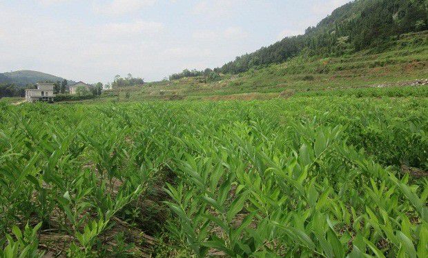 种植玉竹如何管理?