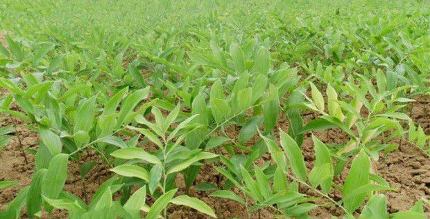 种植玉竹如何管理?