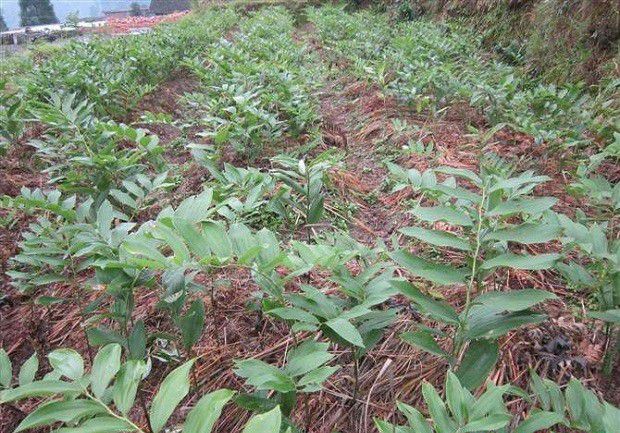 种植玉竹如何管理?