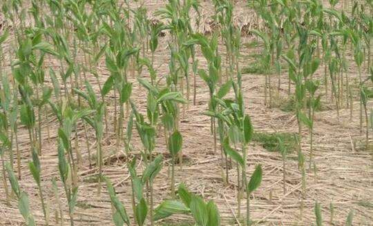 玉竹如何用种子育苗?