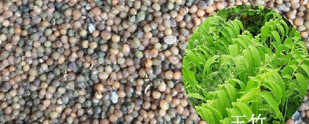 玉竹如何用种子育苗?