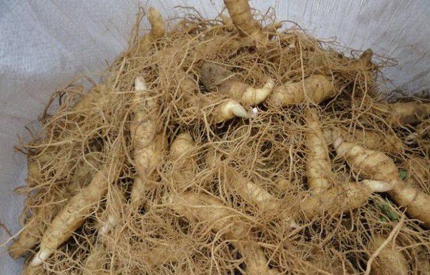 种植玉竹如何用根茎种植?