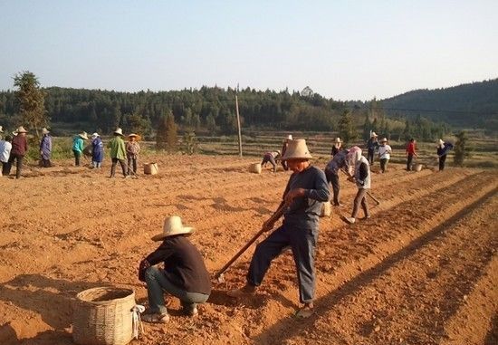 种植玉竹如何用根茎种植?