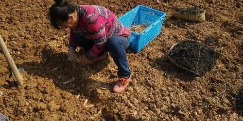 种植玉竹如何用根茎种植?