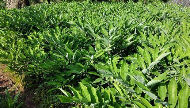 种植玉竹需要怎么样的环境条件?