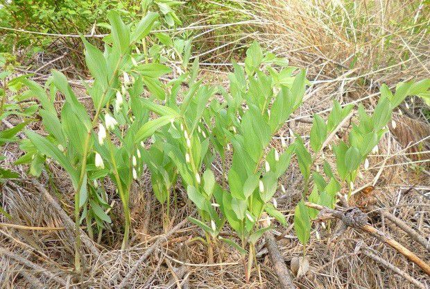 种植玉竹需要怎么样的环境条件?