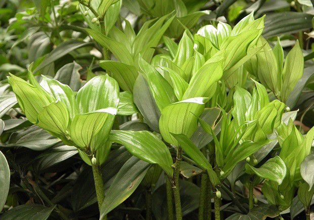 种植玉竹需要怎么样的环境条件?