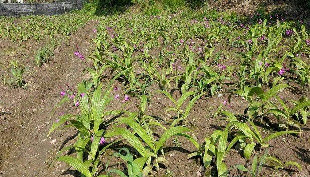 种植玉竹需要怎么样的环境条件?