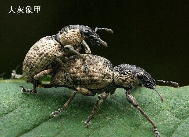 种植北沙参如何防治病虫害?