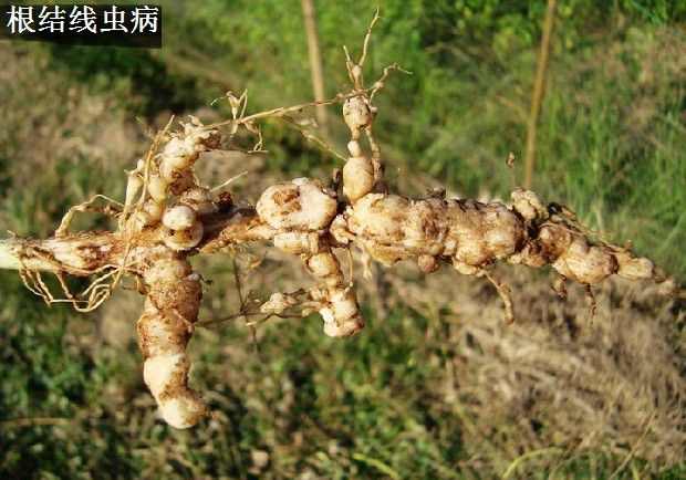 种植北沙参如何防治病虫害?