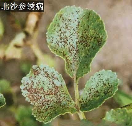 种植北沙参如何防治病虫害?