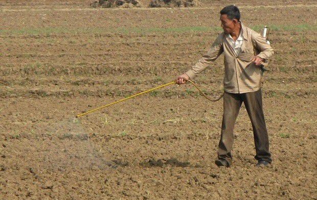 种植北沙参使用除草剂要注意什么?