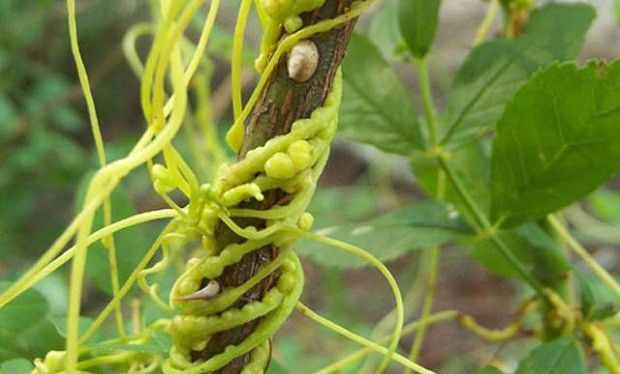 种植北沙参可以使用哪些除草剂?