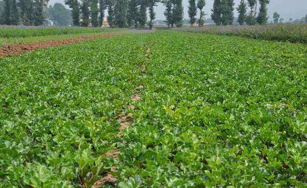 杂草对北沙参有哪些危害?