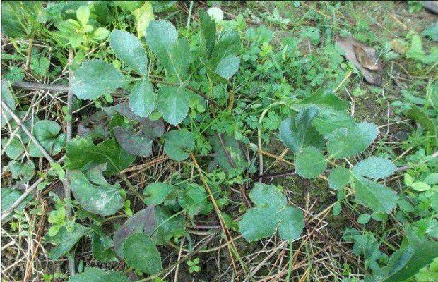 杂草对北沙参有哪些危害?