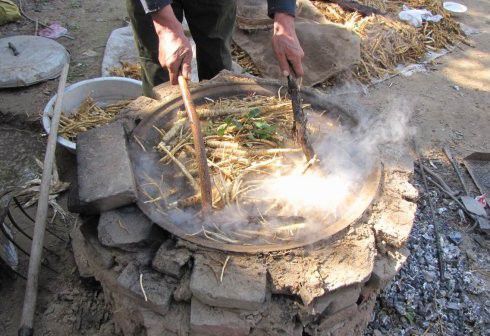 北沙参采收后如何加工?