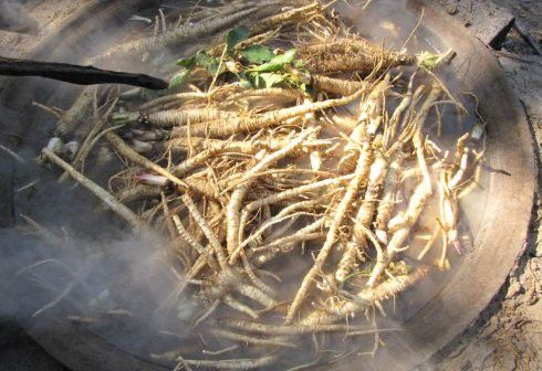 北沙参采收后如何加工?