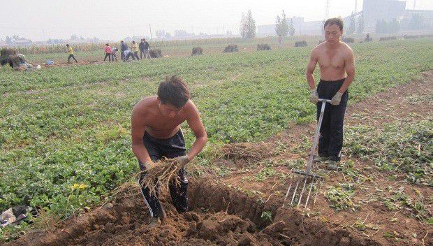 种植北沙参如何采收?