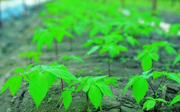 人参苗消毒方法