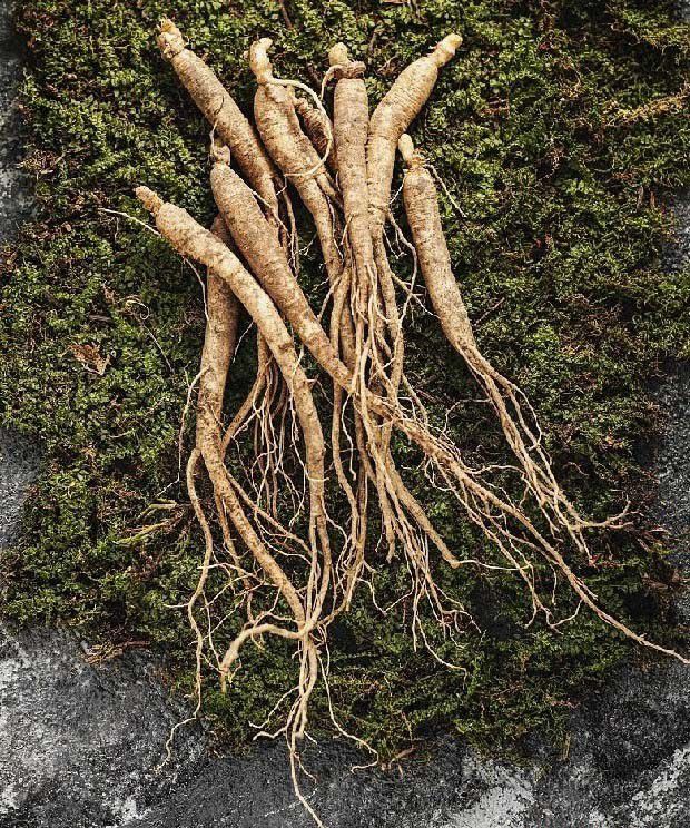 人参鼹鼠用什么药防治？