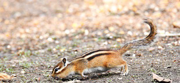 人参花鼠用什么药防治？