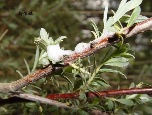 人参柳沫蝉用什么药防治？