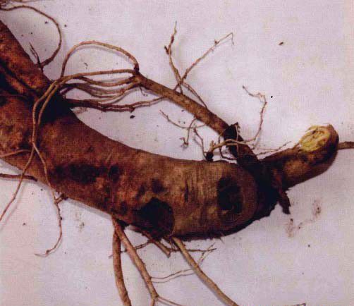 人参锈腐病症状和防治方法