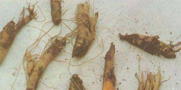 人参根腐病的症状及治疗方法