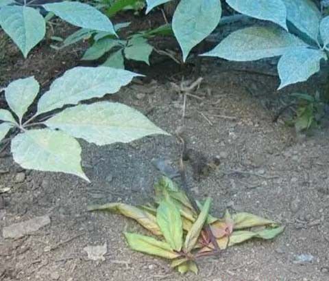 人参立枯病原因及防治方法