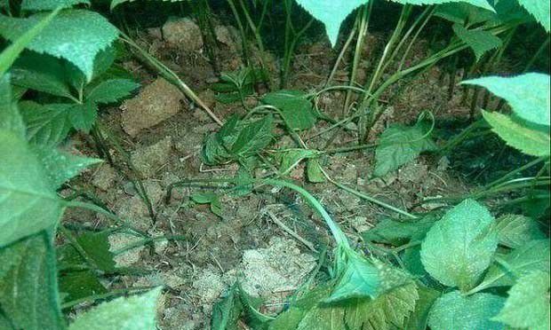 人参猝倒病怎么治疗？