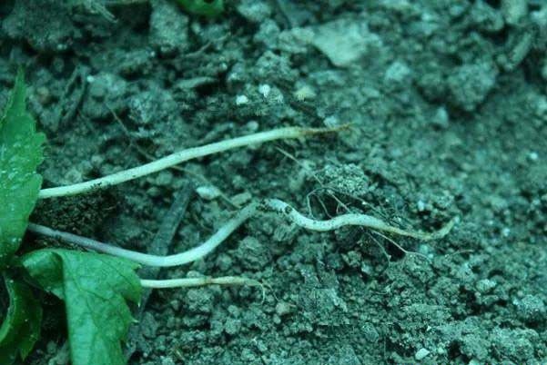 人参猝倒病怎么治疗？