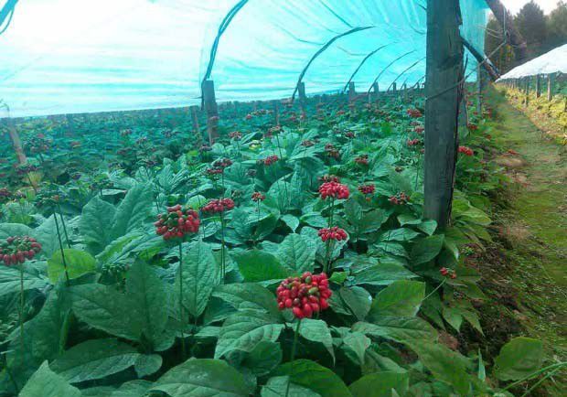 什么是人参非浸染性病害？