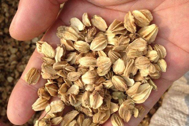 种植北沙参如何播种？