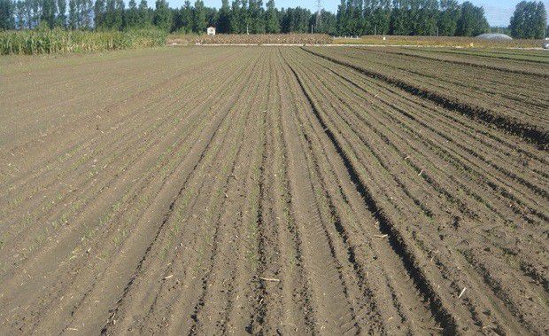 种植北沙参如何播种？