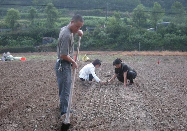 种植浙贝母如何播种？