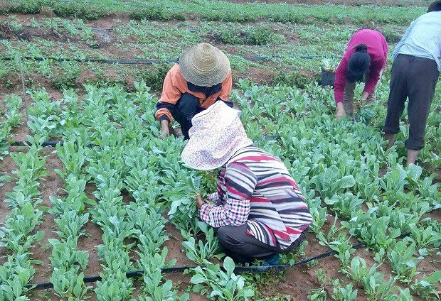 种植板蓝根如何管理？