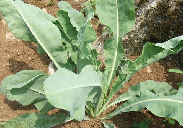 板蓝根有几个品种？