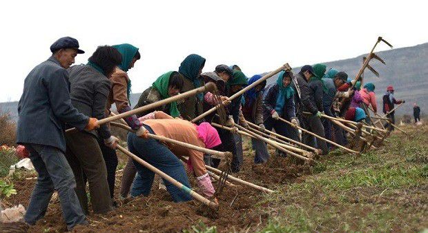 种植党参如何采收？