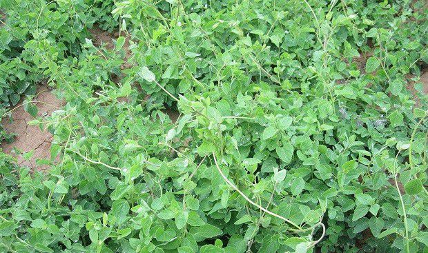 种植党参如何管理？