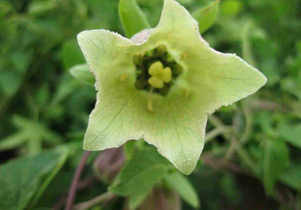 种植党参如何管理？