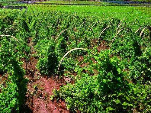 种植党参如何管理？