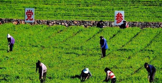 种植党参如何管理？