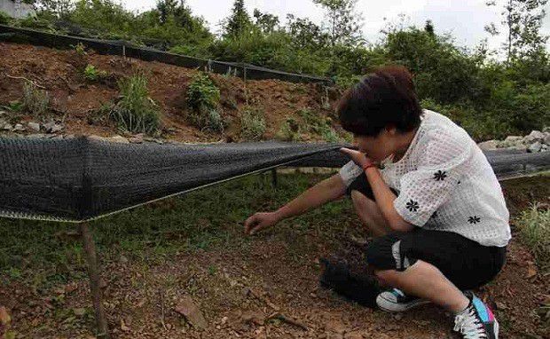 党参育苗期间如何管理？