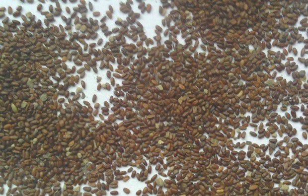 种植党参如何育苗？