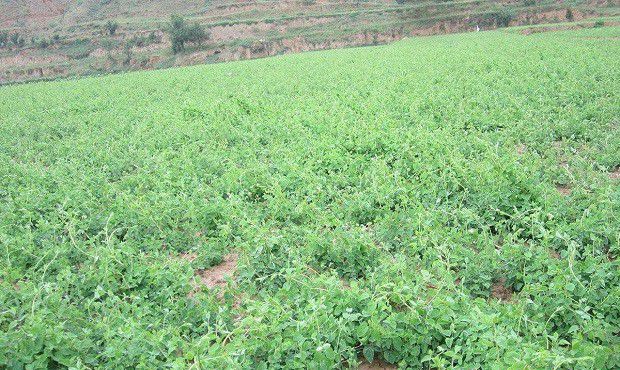 种植党参需要怎么样的条件？