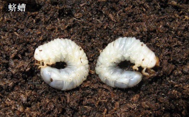 种植麦冬需要防治哪些害虫？