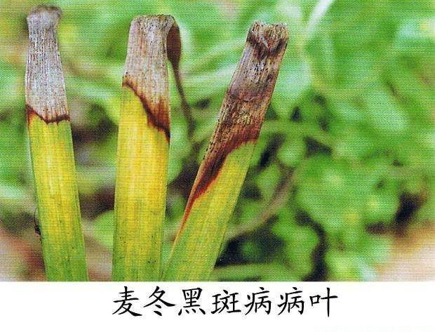 麦冬黑斑病如何防治？