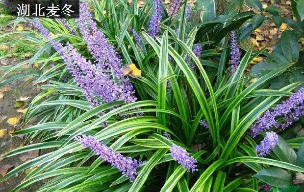 麦冬有哪些入药品种?