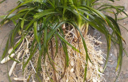 麦冬有哪些入药品种?