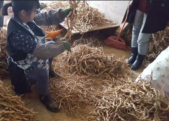 种植巴戟天如何采收和加工？